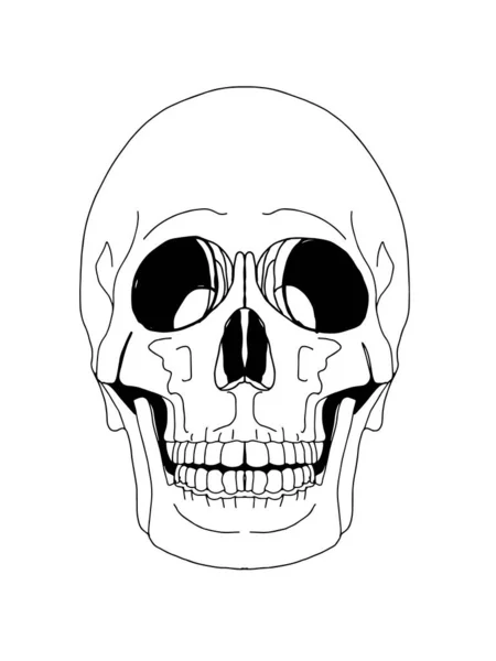 Kafatası Resimleme Beyaz Arkaplan — Stok fotoğraf
