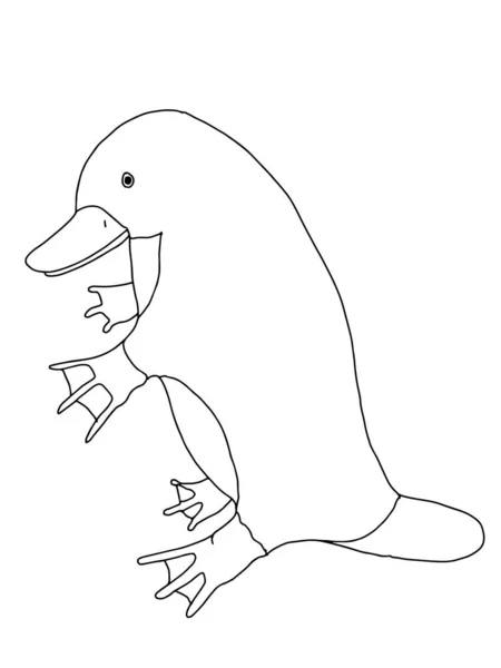 Platypus Ornithorhynchus Ilustração Animal — Fotografia de Stock