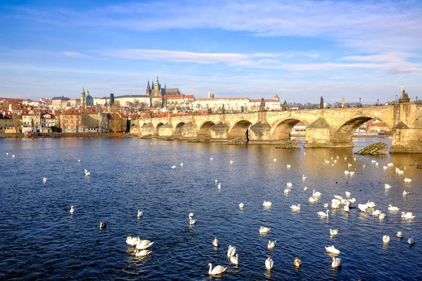 Charles bridge and Prague castle with doves in the river — Stock Photo, Image