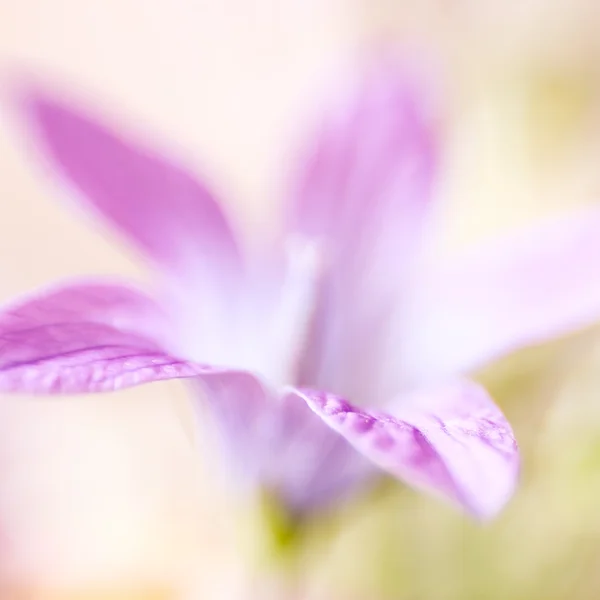 Abstrakt detalj av blommande våren blomma, selektiv inriktning — Stockfoto