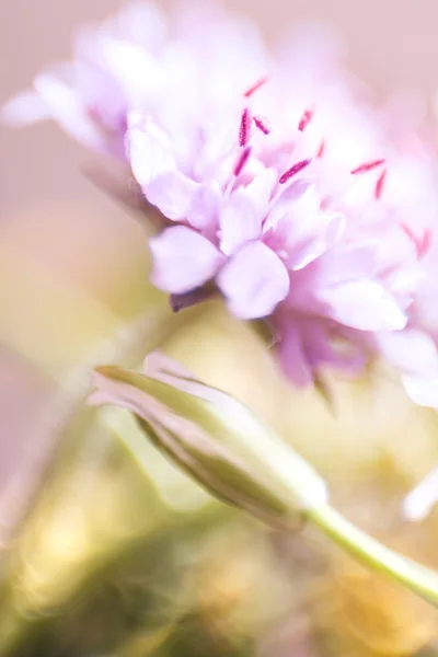 Abstract detail of blooming spring flower, selective focus — Stock Photo, Image