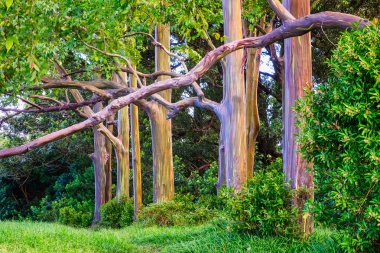 Güzel manzaralı renkli boyalı okaliptüs ağaçlarının