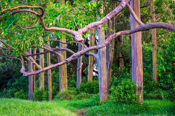 Hermosa vista del paisaje de coloridos árboles de eucalipto pintados — Foto de Stock