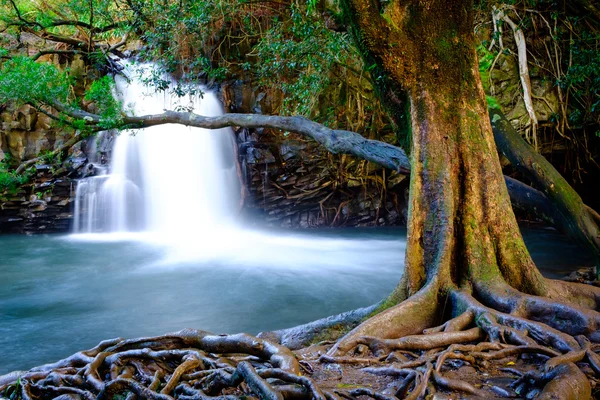 Landscape view of waterfall and old tree near road to Hana, Maui — Stock Photo, Image