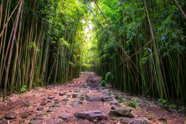 Manzaralı bambu ormanı ve engebeli yolu, Maui