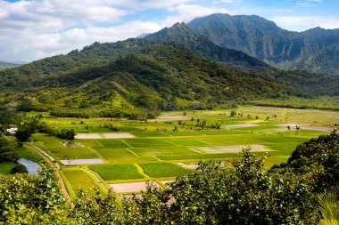 Manzaralı alanlarının Hanalei'deki Vadisi ve yeşil taro, Kauai