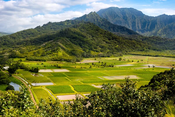 Pohled na krajinu Hanalei údolí a zelené taro polí, Kauai — Stock fotografie