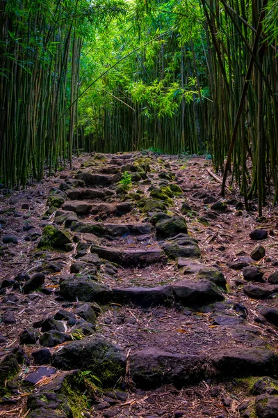 Vista paisagem da floresta de bambu e caminho acidentado, Maui — Fotografia de Stock