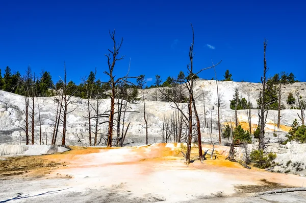 Landschaft Blick auf Engelsterrasse und abgestorbene Bäume in Yellowstone — Stockfoto