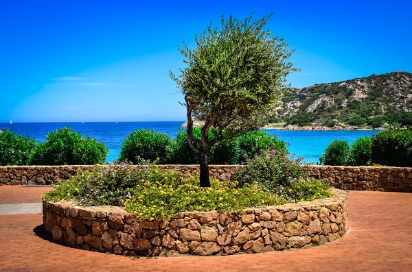 Olijf boom in mooie tuin aan Oceaan kust — Stockfoto