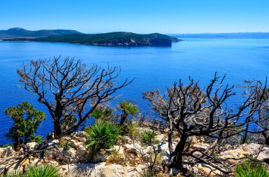Ocean landscape with dry trees and bushes, Sardinia clipart