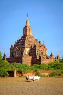 Antik Tapınağı önünde sahada çalışan çiftçi