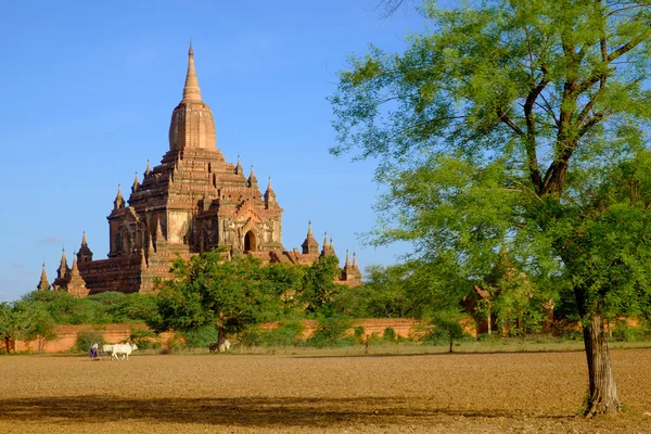 景观图的 Sulamani 寺与场和农夫，缅甸 — 图库照片