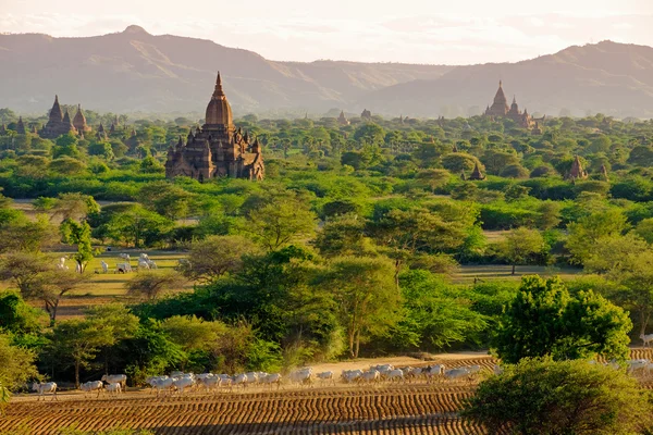 Vue paysage des temples anciens avec vaches et champs, Bagan — Photo