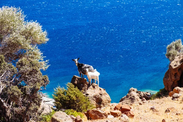 Funny big and little goat standing on ocean coastline cliff — 图库照片