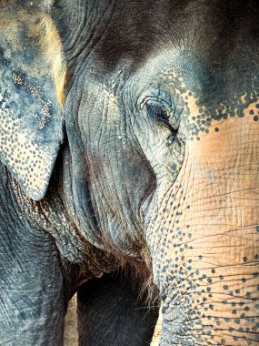 Asya filinin kafası, gözü ve gövdesinin güzel kontrastı