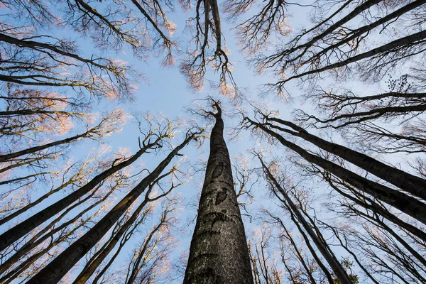 Árvores de outono silhuetas contra céu — Fotografia de Stock