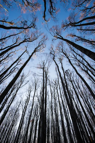 Autumn trees silhouettes against sky — Stock Photo, Image