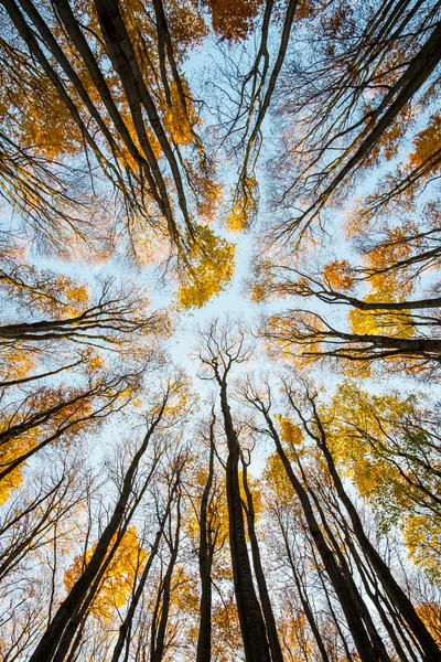 Autumn trees silhouettes against sky — Stock Photo, Image