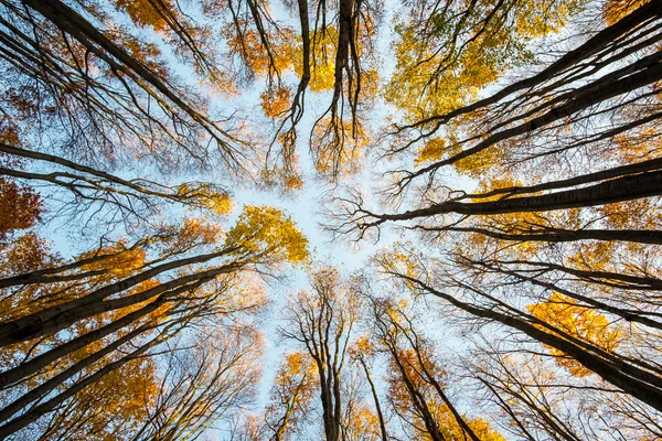 Sonbahar gökyüzü karşı siluetleri ağaçlar — Stok fotoğraf