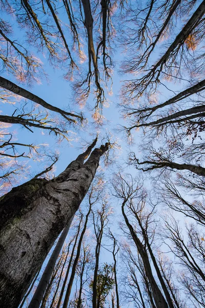 Sonbahar gökyüzü karşı siluetleri ağaçlar — Stok fotoğraf
