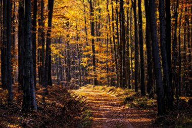 Manzaralı sonbahar orman bitki örtüsü ve yol