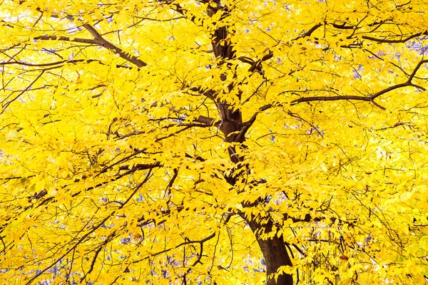 Herbstbaum mit gelbem Laub — Stockfoto