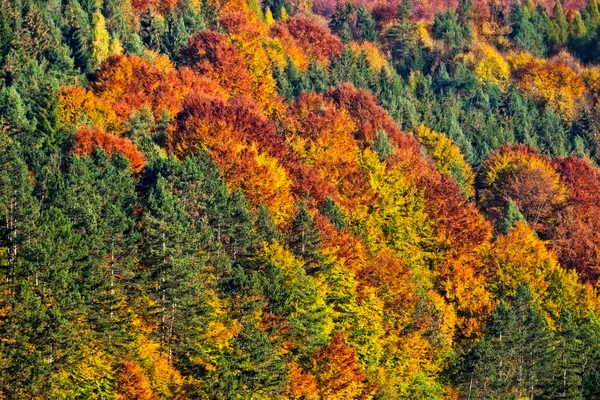 Güzel bir sonbahar ağaçları ile renkli yeşillik manzarası — Stok fotoğraf