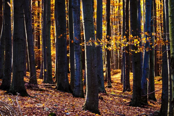 Liggande vy av höstens färgglada skogsträd — Stockfoto