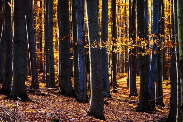 Landscape view of autumn colorful forest trees — Stock Photo, Image