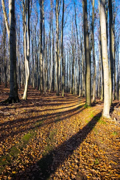 Landscape view of trees in autumn colorful forest — Stock Photo, Image