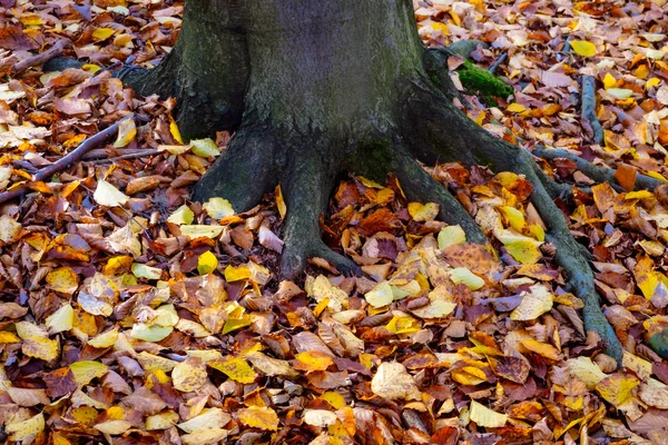 Detail bunter Herbstblätter und Baumwurzeln — Stockfoto