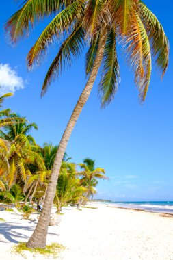 Manzaralı huzurlu Beach palm ağaçlar, Tulum ile
