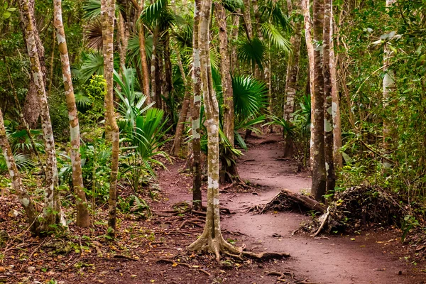 Dramática hermosa vista del paisaje de los árboles de la selva y el camino sucio — Foto de Stock