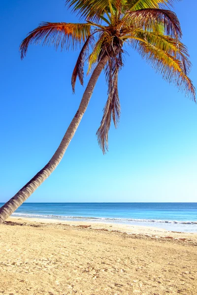 Літній океан пляжний пейзаж з пальмою та піском — стокове фото