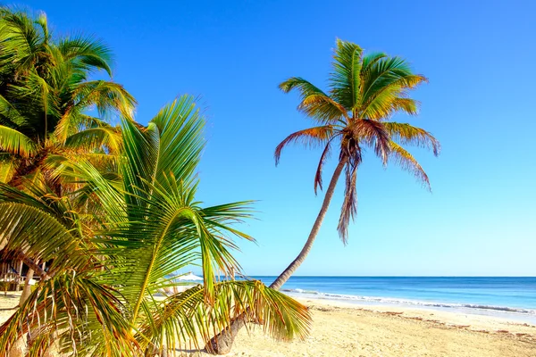 Tranquila vista panorámica del paisaje de playa de verano con palmeras —  Fotos de Stock