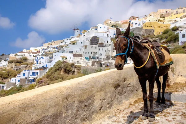 Vista panoramica del bellissimo villaggio di Oia e asino, Santorini — Foto Stock