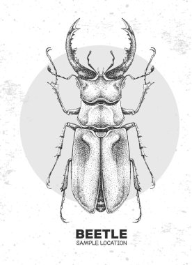 Gerçekçi el çizimi geyik böceği. Sanatsal Böcek. Böcekbilim vektör illüstrasyonu