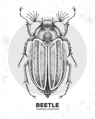 Gerçekçi el çizimi böceği. Sanatsal Böcek. Böcekbilim vektör illüstrasyonu
