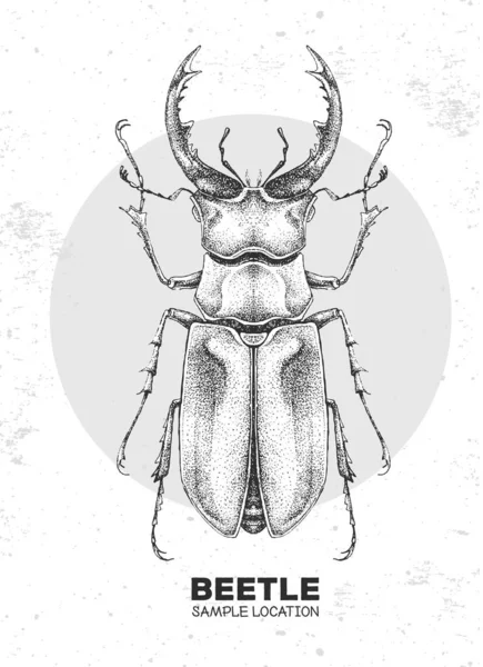 Realistyczny Rysunek Jelenia Artystyczny Bug Ilustracja Wektora Entomologicznego — Wektor stockowy