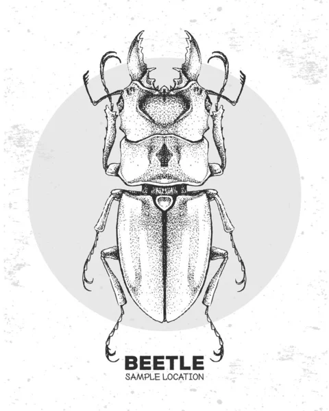 Realistische Handtekenende Kever Artistieke Bug Entomologische Vector Illustratie — Stockvector