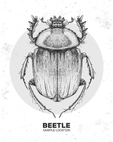 Escarabajo Escarabajo Dibujado Mano Realista Insecto Artístico Ilustración Del Vector — Vector de stock