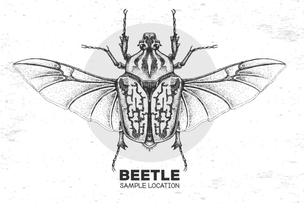 Escarabajo Realista Dibujando Mano Goliat Insecto Artístico Ilustración Del Vector — Vector de stock