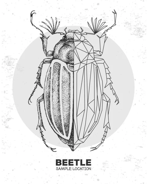 現実的な手描きと多角形の甲虫 芸術的バグ 昆虫学的ベクトル図 — ストックベクタ