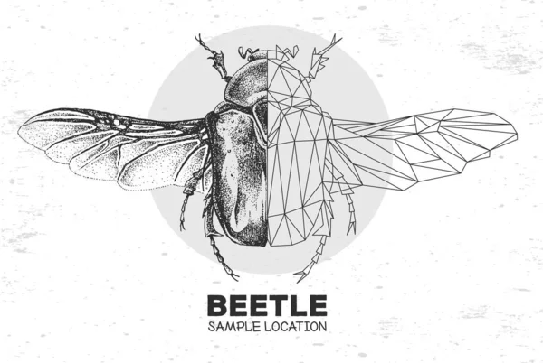 Dibujo Mano Realista Escarabajo Poligonal Flor Chafer Insecto Artístico Ilustración — Vector de stock
