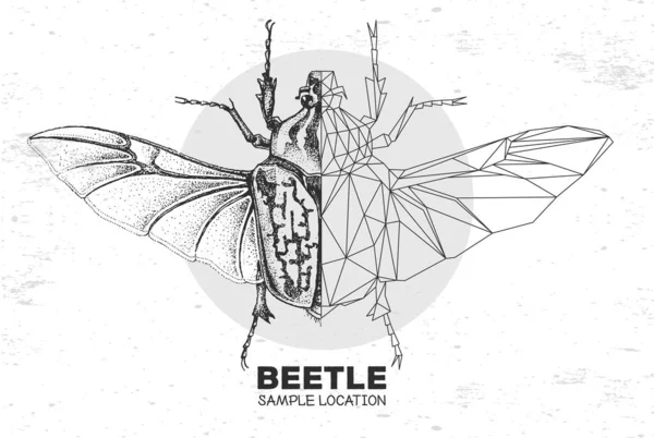 Realistisk Handritning Och Polygonal Goliatskalbagge Konstnärlig Insekt Entomologisk Vektorillustration — Stock vektor