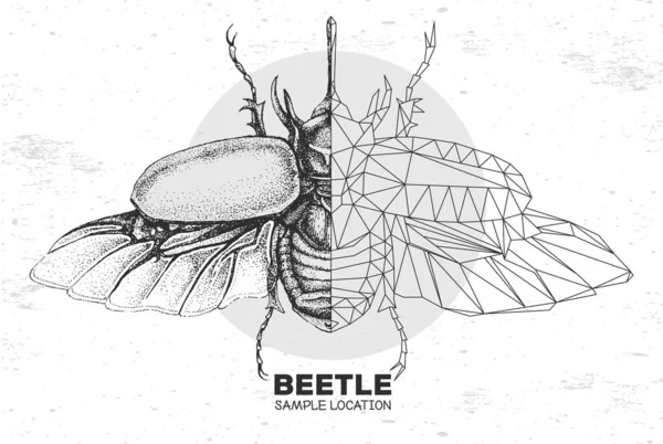 Realistisk Handritning Och Polygonal Noshörningsskalbagge Konstnärlig Insekt Entomologisk Vektorillustration — Stock vektor