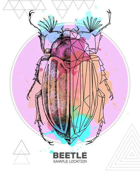 수채화를 바탕으로 손그리기와 풍뎅이가 예술용 Entomological Vector Illustration — 스톡 벡터