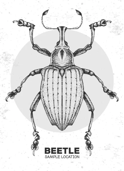 Realistická Ruka Kreslí Brouka Curculionidae Umělecká Chyba Entomologická Vektorová Ilustrace — Stockový vektor