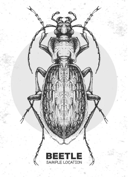 Realistyczny Rysunek Chrząszcza Artystyczny Bug Ilustracja Wektora Entomologicznego — Wektor stockowy